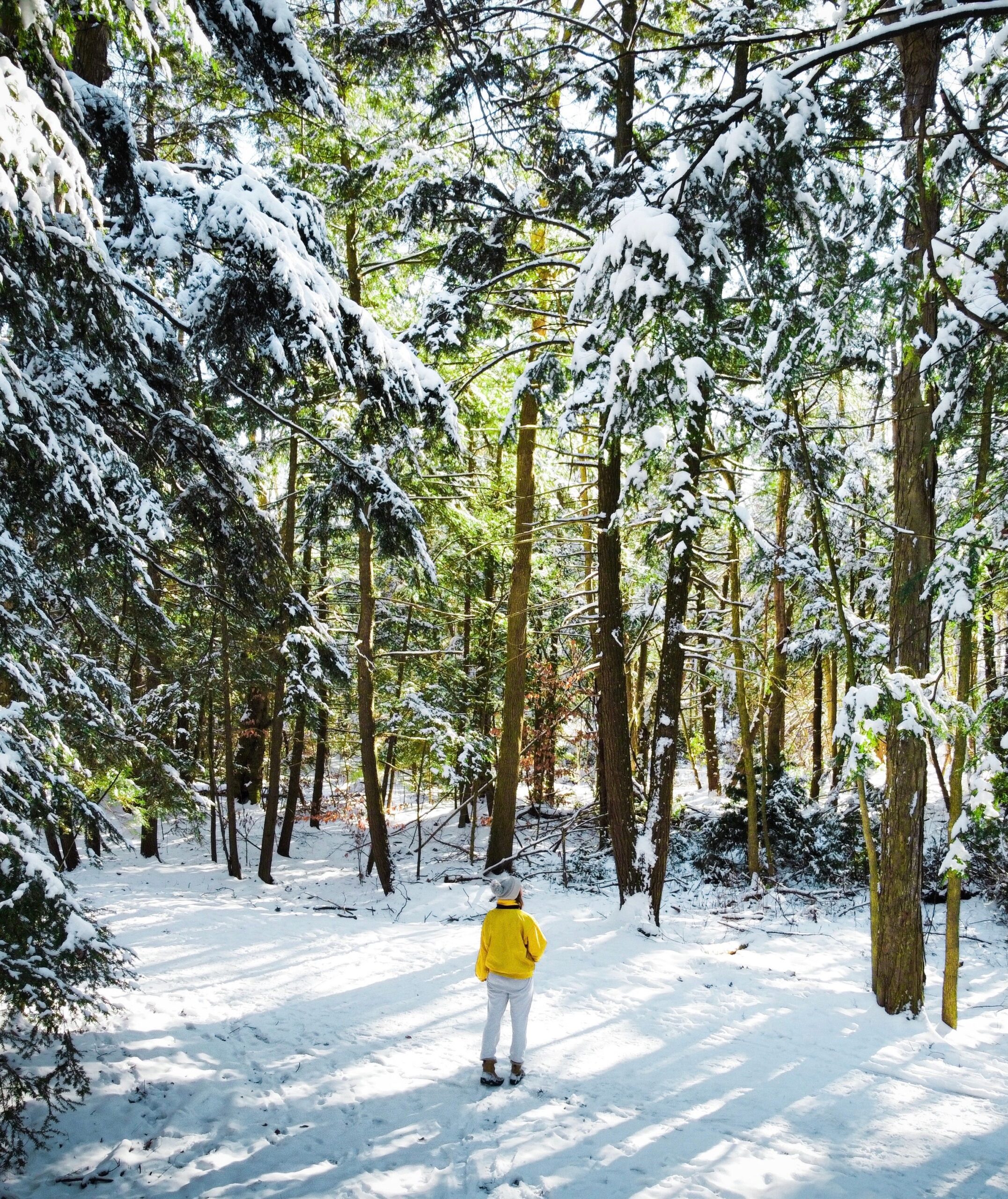 Seasonal Depression A person walking through the woods with morning light